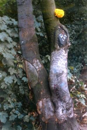 Marc Bolans Tree